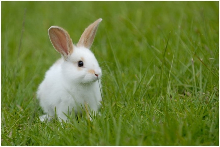 Haustier des Tierkreiszeichens 04