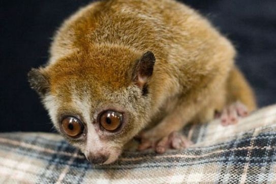 Hausgemachte Lemur. Lemur-Inhalt zu Hause 03