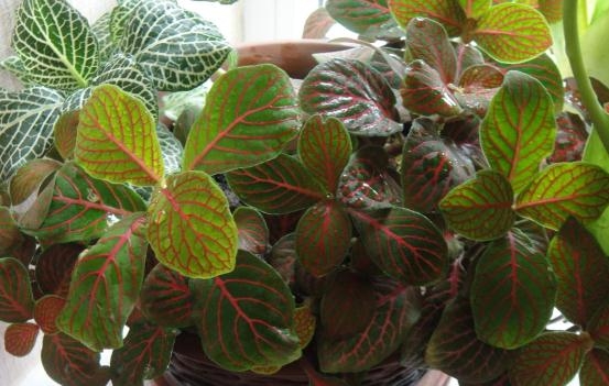 Fittonia: Home Care 03