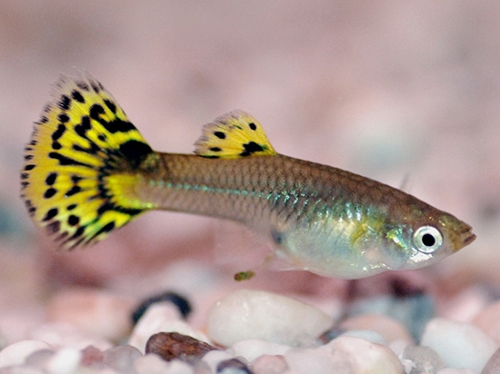 Aquarium Fish Guppies: Inhalt und Pflege 01