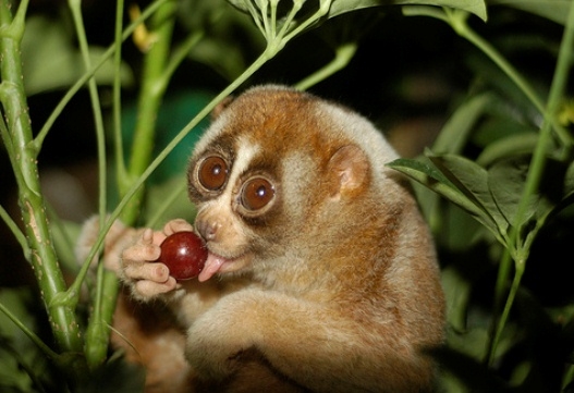 Hausgemachte Lemur. Lemur-Inhalt zu Hause 04