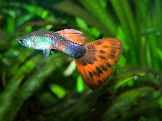 Aquarium Fish Guppies: Inhalt und Pflege 02