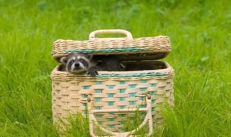 Waschbär Polsky zu Hause 02