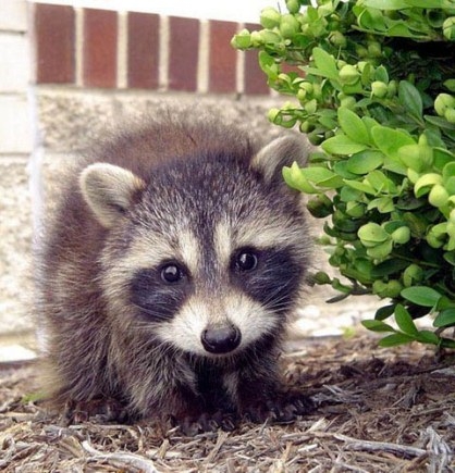 Waschbär Polsky zu Hause 03