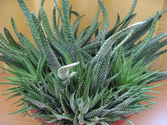 Gasteria 01