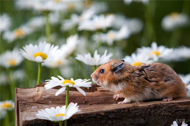 Namen für Homyakov. So wählen Sie den Namen Hamster aus? 02