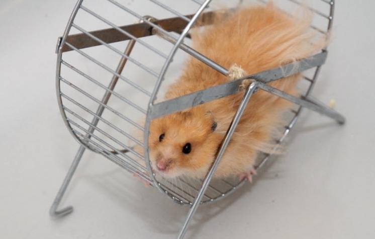 Namen für Homyakov. So wählen Sie den Namen Hamster aus? 03