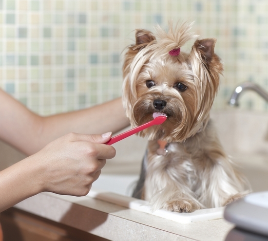 Yorkshire Terrier: Vor- und Nachteile der Rasse, Pflege und Lebensmittel, Bewertungen 02