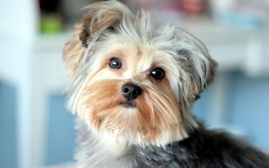 Yorkshire Terrier: Wie viele Hunde leben?? Beschreibung, Vor- und Nachteile der Rasse 02