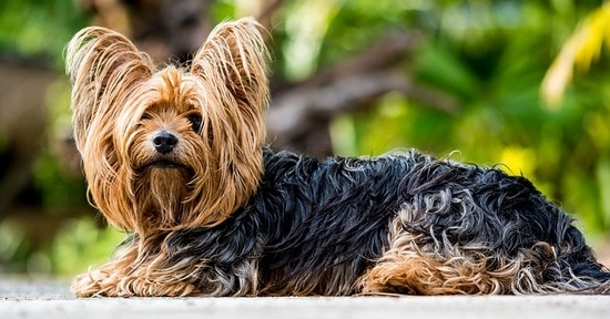 Yorkshire Terrier: Wie viele Hunde leben?? Beschreibung, Vor- und Nachteile der Rasse 03