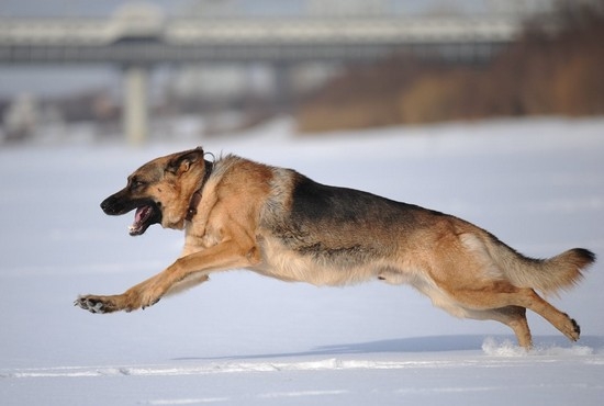 Trainingsregeln: Wie lehrt man einem Hundeteam bei? «Fas»? 01