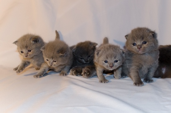 So rufen Sie einen Katzenjungengrau an - britisch, schottisch, andere Rassen? 01