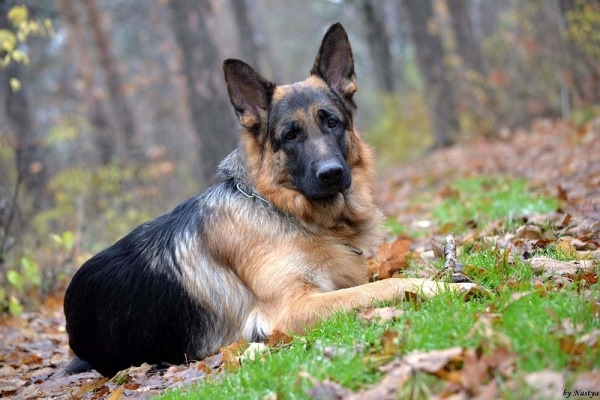 Wie man einen Hund trainiert? Welpe und Erwachsene Hundetrainingsregeln 03