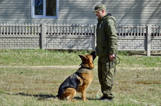 Trainingsregeln: Wie lehrt man einem Hundeteam bei? «Fas»? 02