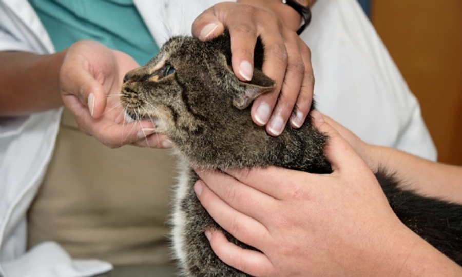 Als zu behandeln, um eine Katze zu berauben: Tipps und Empfehlungen 03