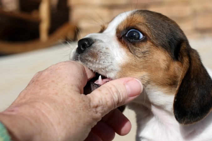 So entwöhnen Sie einen Hund beißen? Wie man ein Welpenbisshände und Beine entwöhnt? 01