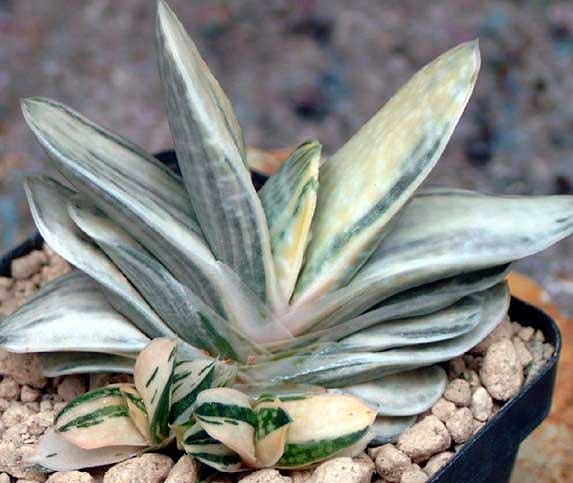 Gasteria 02