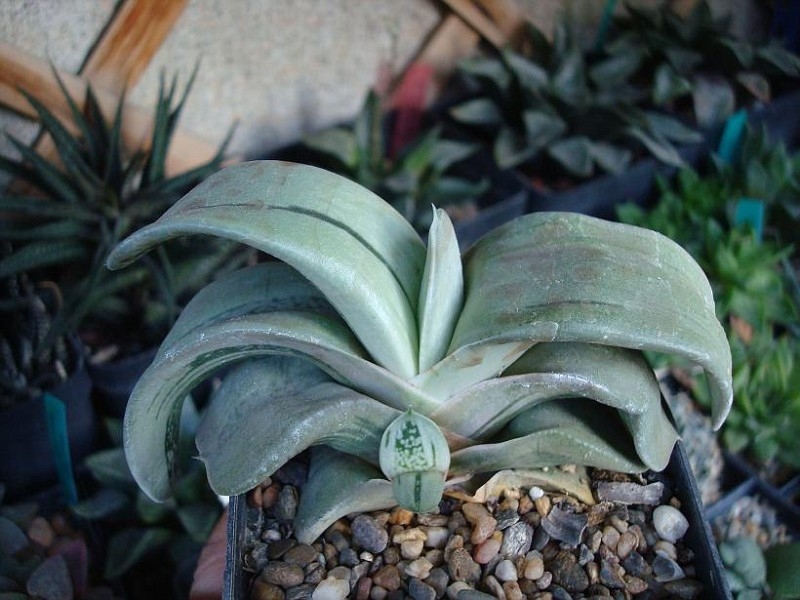 Gasteria 03