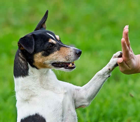 Schneiden Sie Krallenhunde?? So schneiden Sie die Hundeklauen und was tun, wenn sie sie nicht schneidet? 04