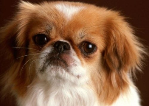 Wie kümmere ich mich um Pekingese?? 01