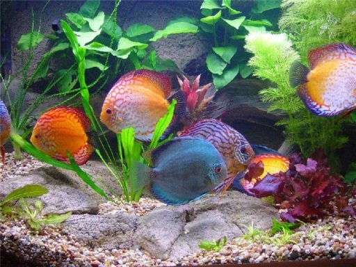 Wie kümmere ich mich um Aquarienfische?? Grundregeln 04