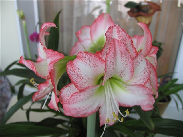 Hippeastrum und Amarillis 01