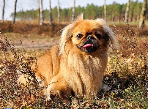 Wie kümmere ich mich um Pekingese?? 03