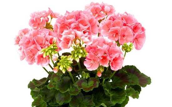 Geranium Trimmen für üppige Blüte 01