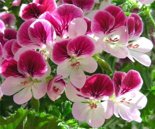 Geranium - Pflege zu Hause 01