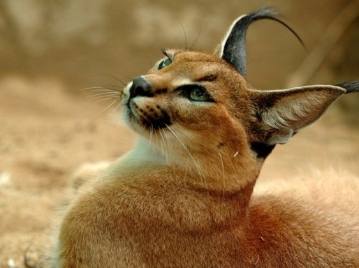 Caracal zu Hause 01