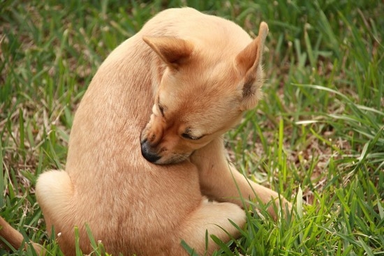 Angeklagte Tick bei Hunden: Symptome und Behandlung zu Hause 01