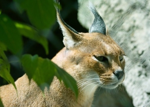 Caracal zu Hause 02