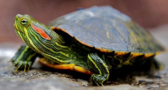 Die rötliche Schildkröte frisst nicht, träge, öffnet nicht seine Augen oder schlafen: Was zu tun ist, ist es notwendig, das Tier zu behandeln? 01