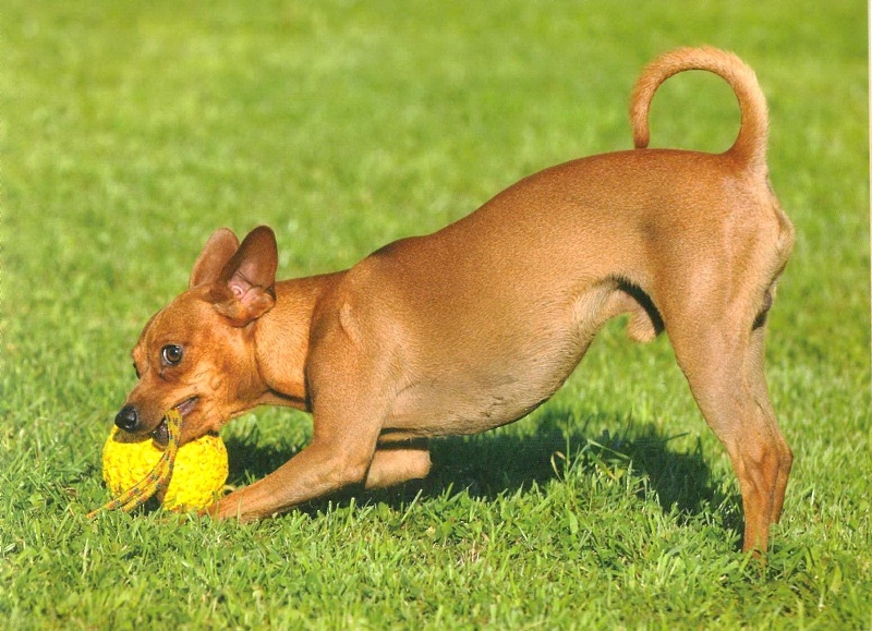 Kleine Rassen von Hunden: Titeln und Beschreibung der Hauptmerkmale 03