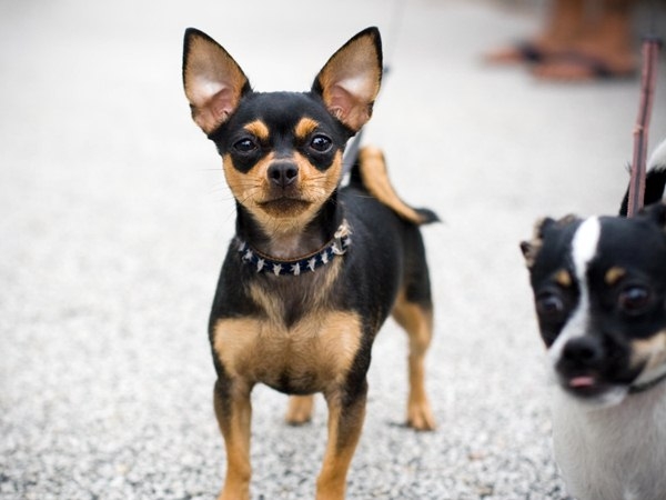 Kleine Rassen von Hunden: Titeln und Beschreibung der Hauptmerkmale 04