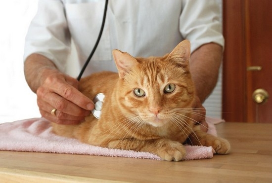 Urolithiasis in Katzen und Katzen: Symptome und Behandlung zu Hause 01