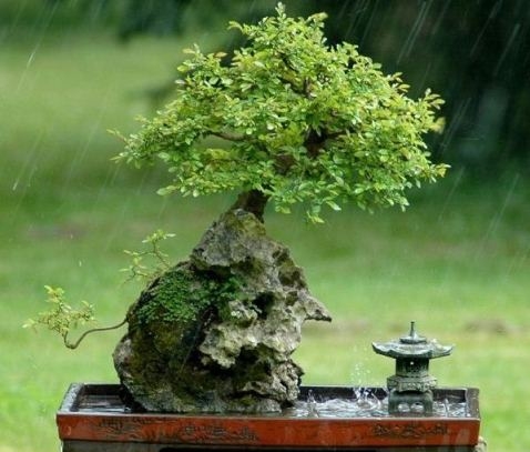 Bonsai: Pflege zu Hause 01