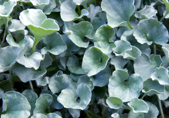 Dichondra: Wachstum von Samen verschiedener Pflanzensorten 01