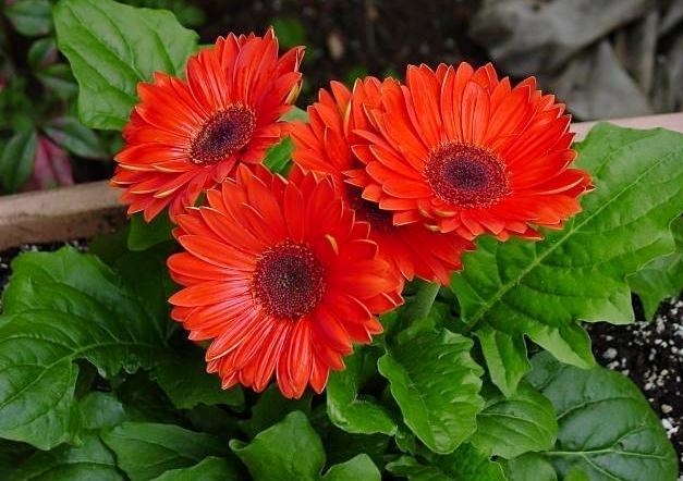 Gerbera Room: Pflege zu Hause 01