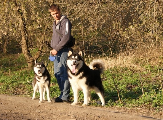 Beschreibung der Rassen von Hunden Husky und Malamut: Was sind ihre Unterschiede?? 01