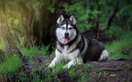 Beschreibung der Rassen von Hunden Husky und Malamut: Was sind ihre Unterschiede?? 02