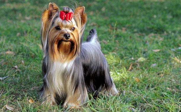 Ernährung des Yorkshire Terrier. Als Yorkshire Terrier füttern? 01