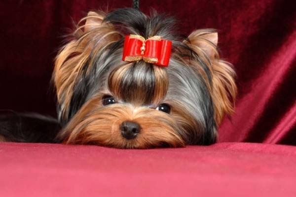 Ernährung des Yorkshire Terrier. Als Yorkshire Terrier füttern? 02