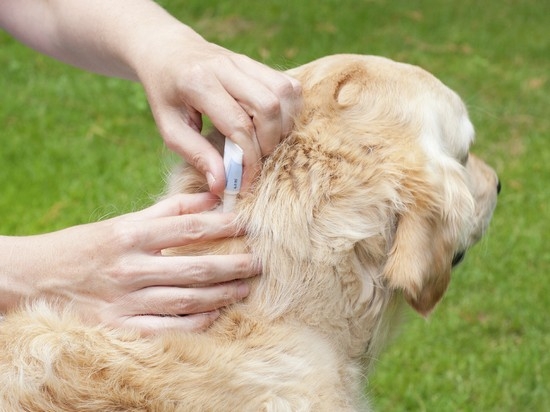 Piroplasmose bei Hunden: Symptome und Behandlung. Welche Präventionsmaßnahmen müssen genommen werden? 03