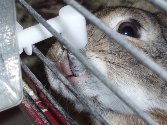 Rolling Service für Kaninchen mit ihren Händen von einer Flasche und Nippel: Meisterkurse und Ratschläge erfahrener Züchter 01