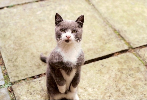 Macchin: Katzenzucht. Geschichte der Entstehung, Allgemeine Beschreibung und Besonderheiten 10