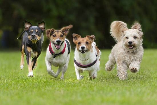 Coole Gruben für Hunde Jungen und Mädchen. Wonach achten Sie auf, wenn Sie einen vierten Freund auswählen? 01