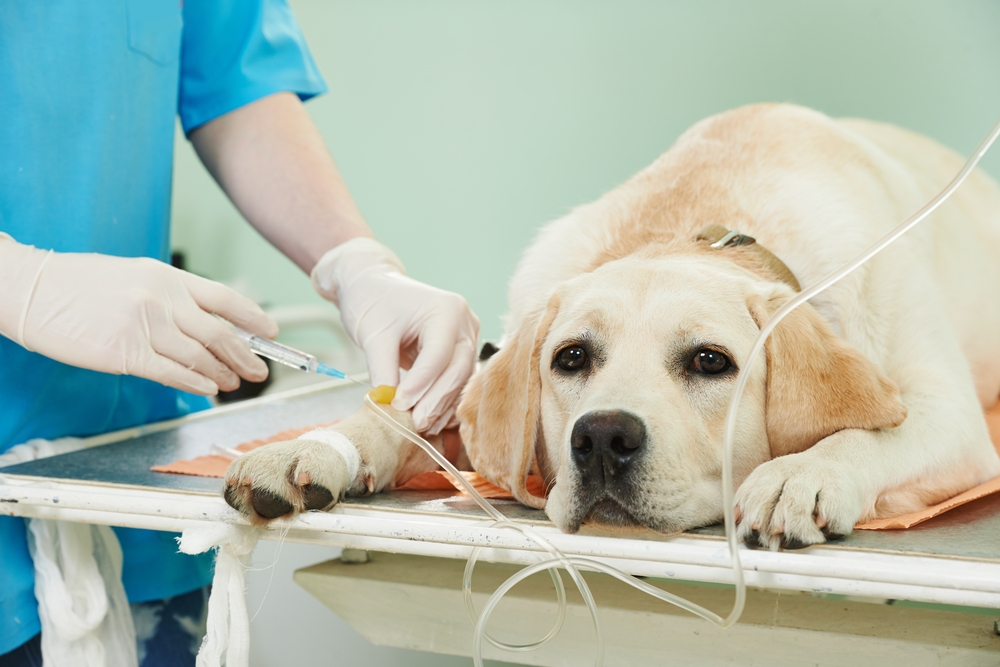 Gamavit für Hunde: Gebrauchsanweisung, Züchter und Tierarztbewertungen 01