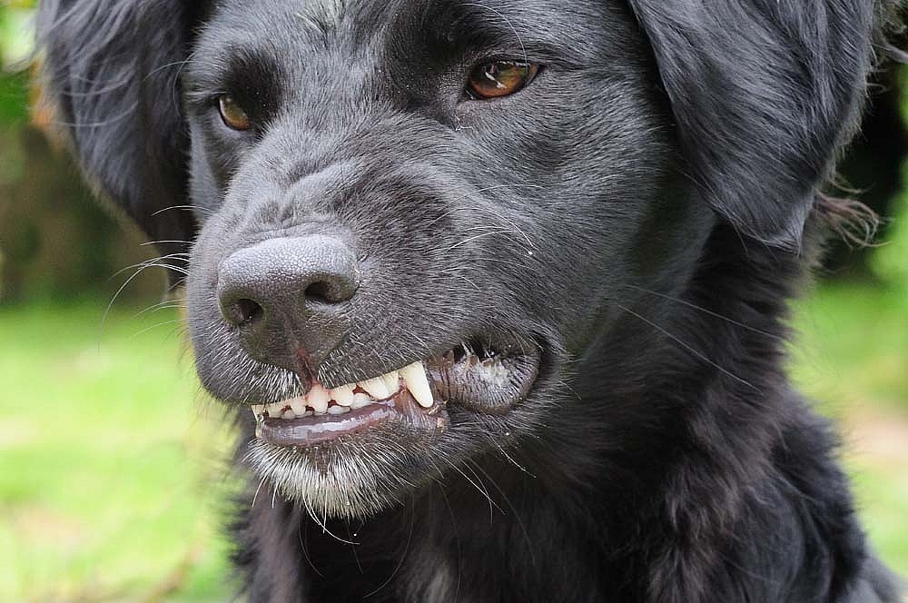 Anzeichen von Tollwut in Hunden und Symptomen der menschlichen Infektion von einem kranken Tierbiss 01