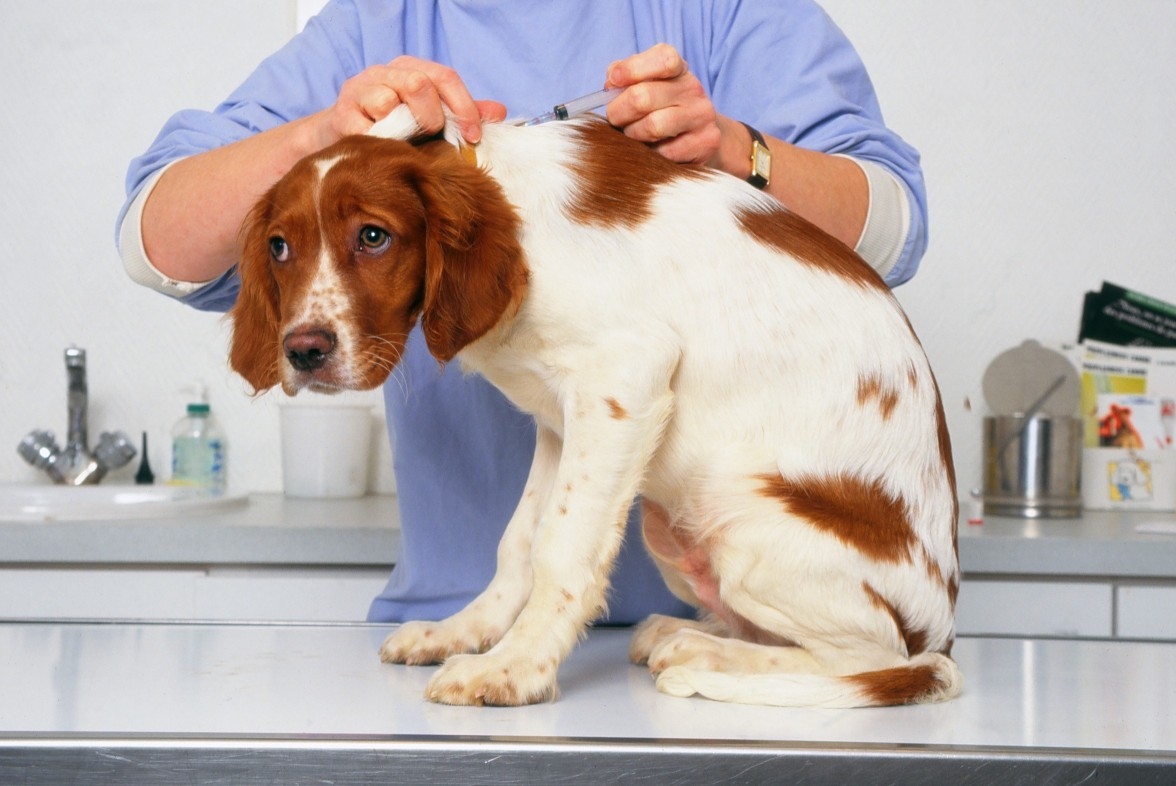 Soundoks für Hunde: Gebrauchsanweisung, Analoga, Bewertungen 02